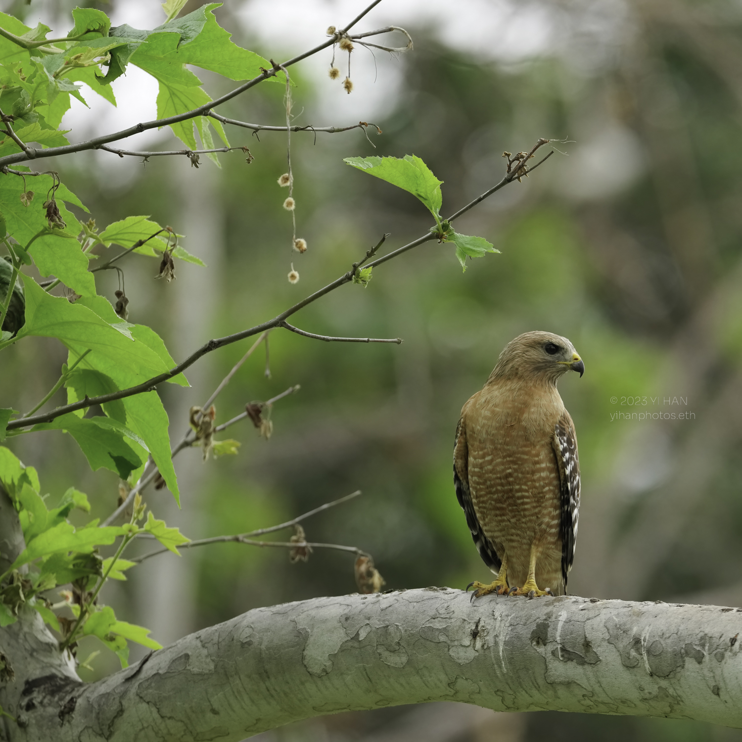 red_shouldered_ hawk_2